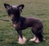Shumllea Bubble Gum Chinese Crested