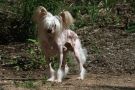 Joyway's Fifth Element Chinese Crested