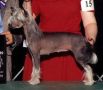 Woodlyn Moptop Daisy Mae West Chinese Crested