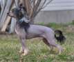 Lucky Line's Jet Set Chinese Crested
