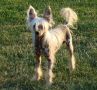 CLIFF Bambi Bohemia Chinese Crested