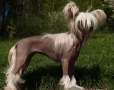 Alanis Divok� tymi�n Chinese Crested