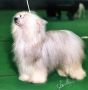 Angelcrest Arcticfox Chinese Crested