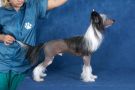 Moonswift Bronze Chieftain Chinese Crested