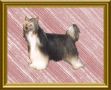 Rujha's Salomes Seventh Veil Chinese Crested