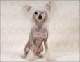 Cipracrest's Desperate Housewife  Chinese Crested
