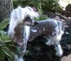 NVME I'm A Fairy Princess Chinese Crested