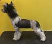 Seagate Lady Best Of Gingery Chinese Crested