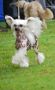 Untouchable's Dido Chinese Crested