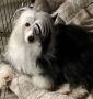 Whispering Lane Don't Stop Believing Chinese Crested