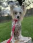 Hi-Life's Grand Finale Chinese Crested
