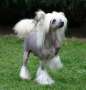 Darling Little Champs Chinese Crested