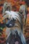 Curios Split Decision Of Gingery Chinese Crested