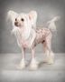 C-Cruz Gold Dig'n at Crest-Vue Chinese Crested