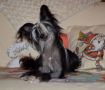 Stillmeadow Oil Me Spoil Me Peel Me a Grape Chinese Crested