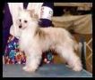 Makara's Dazzling On Display Chinese Crested