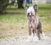 Fehrlfia Zn Chinese Crested