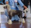 Moonswift Desert Flame Chinese Crested