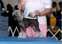 Smkmtn's Revival At Obies Chinese Crested