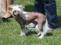 Evita Pokerowy Zywot Chinese Crested