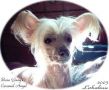 Bozo Gang's Caramel Angel Chinese Crested