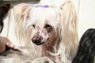 Crest-Vue's Champagne On Ice Chinese Crested