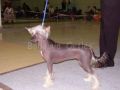 Airin z Pavluvky Chinese Crested