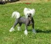 Evergreen Little Champs Chinese Crested