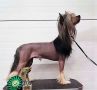 Turbo Diesel Speed Of Life Magma Chinese Crested