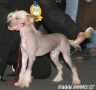Vivat Sanraiz All Inclusive Chinese Crested