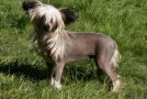 Habiba Head Over Heals Chinese Crested