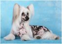 Olegro Katrin Snow Queen In LoveMagic Chinese Crested