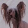 Ovatii Kiss Krisz Chinese Crested