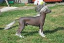 Zhannel's Xcalibur Chinese Crested