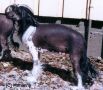 Secret Line's Born To Be Free Chinese Crested