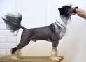 Jean Dark Valley of Tomorrow Chinese Crested
