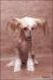 Via Dragonfly Chinese Crested