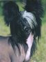 Barefax Black Lace at Applelou Chinese Crested
