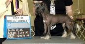 Jrf Life's A Ball Chinese Crested