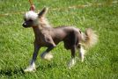 Xandilara Be My Voulez-Vous Chinese Crested