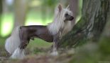 CH. Collection of Chivas z Andelovy dlane Chinese Crested