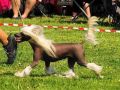Eventyrvannets Prinsesse Cecilie Chinese Crested