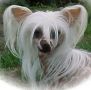 Mocci'z Miss Dior Chinese Crested