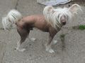 Treasure Guardians Cappuccino Chinese Crested