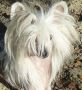 I' M A Pin-up Top Model De Rama Chinese Crested
