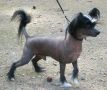 Passer-By Drogo TheHobbit Chinese Crested
