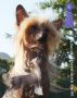 Solino's Valentino Rock N' Rose Chinese Crested