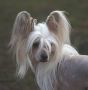 Mslis Champis Chinese Crested