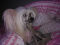 Angel Look Admirable Boy Chinese Crested