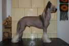 Quidam Roingold Chinese Crested